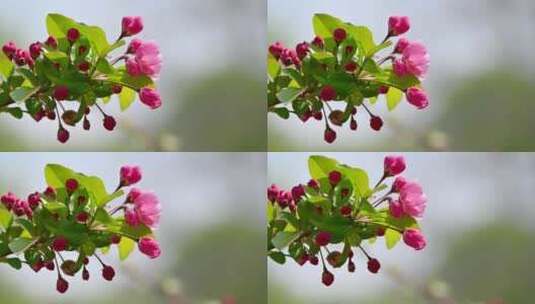北京春天阳光下盛开的西府海棠花朵花簇特写高清在线视频素材下载