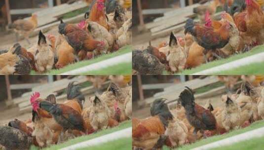 农村家禽散养老母鸡土鸡柴鸡高清在线视频素材下载
