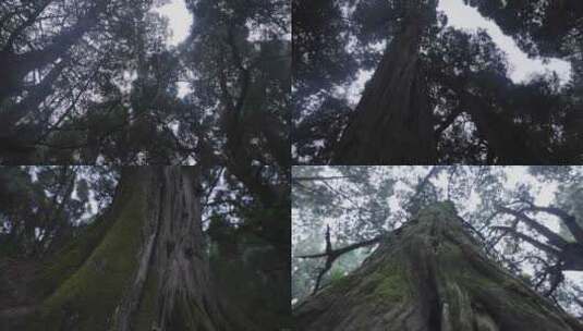 森林树木古柏视频合集高清在线视频素材下载