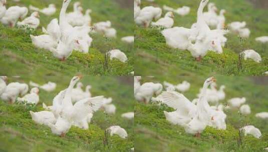 农村天然散养土鹅大白鹅家禽高清在线视频素材下载