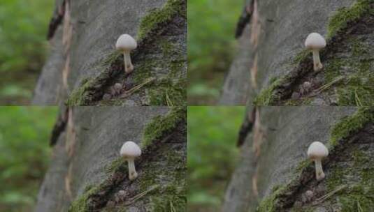 树干上的蘑菇高清在线视频素材下载