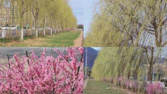 【合集】春天   春风吹动嫩绿的枝芽高清在线视频素材下载