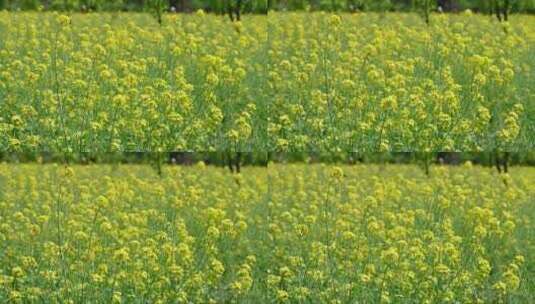 春天盛开的黄色油菜花与采蜜蜜蜂满画幅特写高清在线视频素材下载