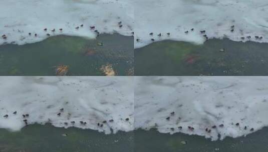 残雪消融的湿地湖泊水鸭子高清在线视频素材下载