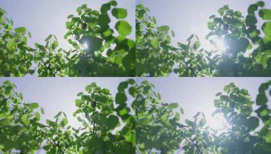 森林树叶绿色小清新高清在线视频素材下载
