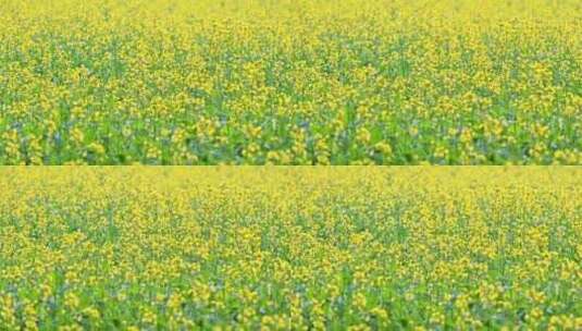 春天盛开的黄色油菜花满画幅特写高清在线视频素材下载