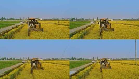 4k高清实拍水稻收割田野丰收稻田高清在线视频素材下载
