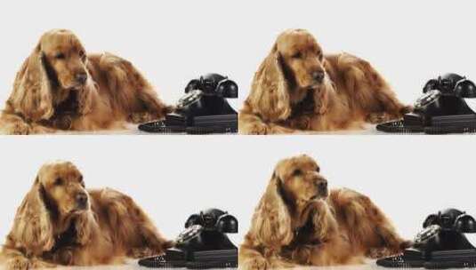 带电话的狗高清在线视频素材下载