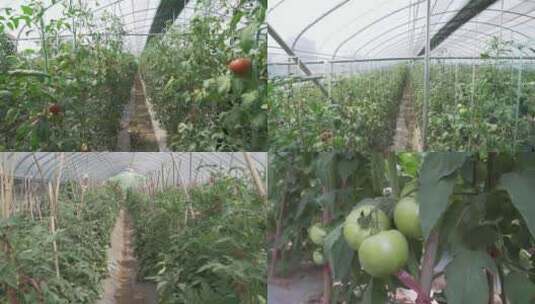 农业大棚西红柿种植番茄温室瓜果蔬菜2高清在线视频素材下载