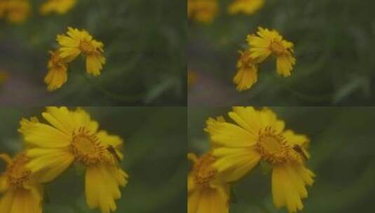 户外野花 山野 野菊花 花海高清在线视频素材下载