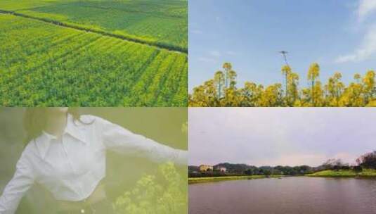 春天的气息 油菜花 田野 风筝 花海 湖泊高清在线视频素材下载