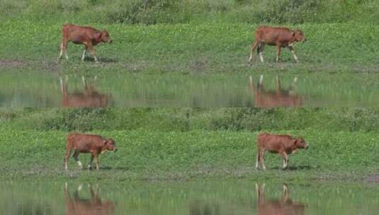 阳光夏日，小黄牛在沼泽的河畔行走高清在线视频素材下载