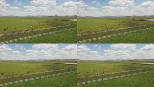 【4K】航拍草原吃草的马  草原上的马道高清在线视频素材下载