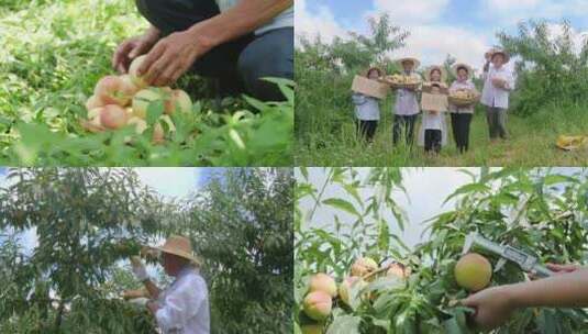 阳山水蜜桃 水蜜桃产地 水蜜桃采摘高清在线视频素材下载