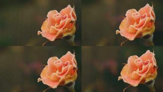 霜打的玫瑰花朵特写镜头高清在线视频素材下载