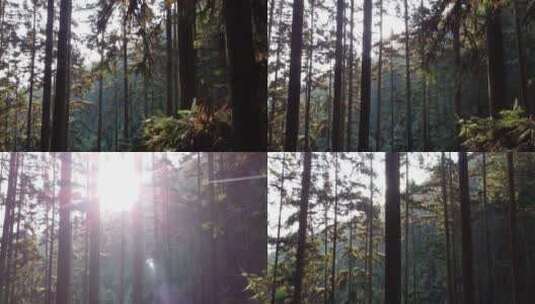 2K航拍阳光透过树林间高清在线视频素材下载