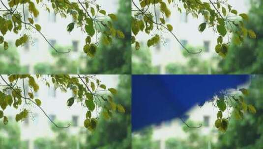 春天雨中的植物树叶4k视频素材高清在线视频素材下载