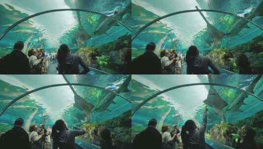 水族馆隧道中的鲨鱼和锯鱼高清在线视频素材下载