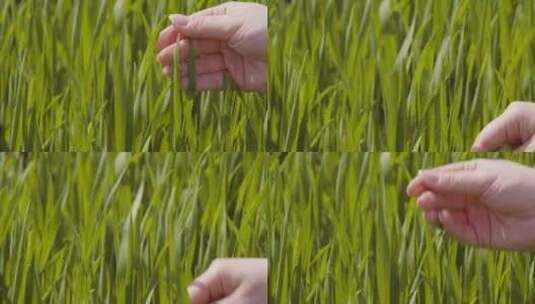 妇女在农场触摸小麦作物高清在线视频素材下载
