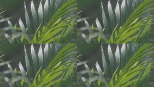 棕榈树叶特写高清在线视频素材下载