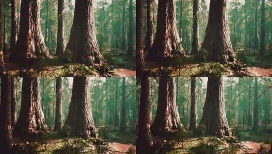 国家公园丛林中的巨型红杉高清在线视频素材下载