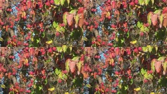 秋季红球荔枝特写高清在线视频素材下载