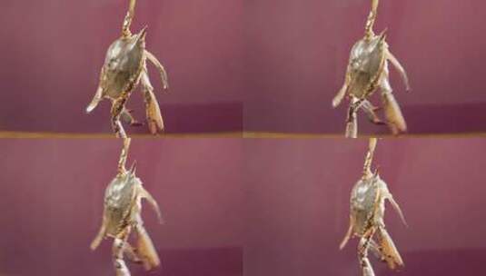 飞蟹海蟹梭子蟹海鲜食材高清在线视频素材下载