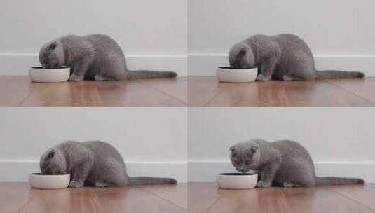宠物猫咪在吃饭高清在线视频素材下载