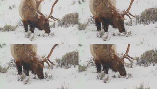 一只巨大的雄性麋鹿在雪地里吃草高清在线视频素材下载