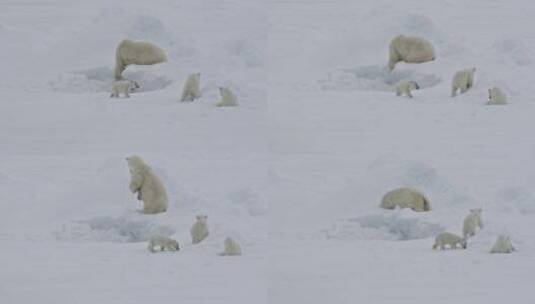 北极熊和幼崽在雪地里玩耍高清在线视频素材下载
