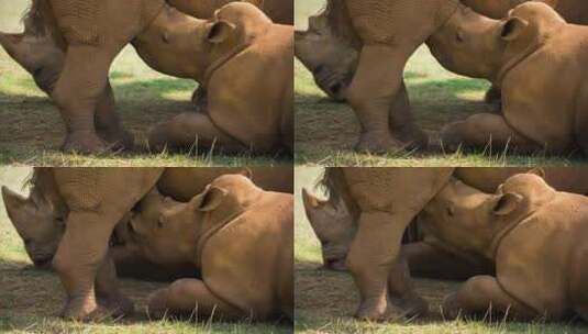 小犀牛在喝妈妈的奶高清在线视频素材下载