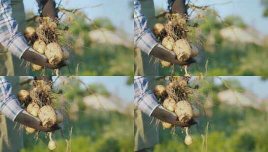 一个农民拿着一大丛刚从地里挖出来的土豆高清在线视频素材下载