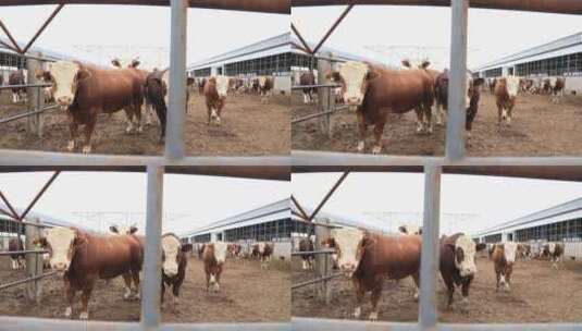 内蒙古科尔沁牛视频高清在线视频素材下载