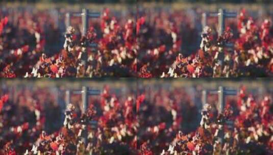 加州葡萄园红叶高清在线视频素材下载