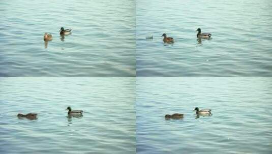 初春北京颐和园公园水面上的野鸭子高清在线视频素材下载