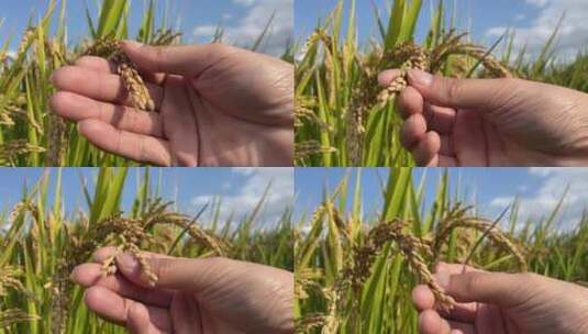 稻田小麦农作物农业4K实拍高清在线视频素材下载