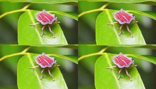 绿叶上的荔蝽幼虫高清在线视频素材下载