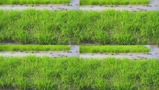水稻苗 种植水稻高清在线视频素材下载