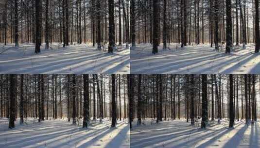 雪原松林风景高清在线视频素材下载