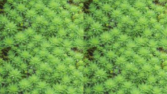 绿色植物狐尾藻4k视频高清在线视频素材下载