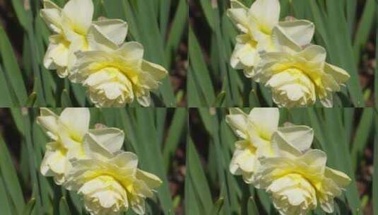 【镜头合集】北京植物园白色洋水仙重瓣高清在线视频素材下载