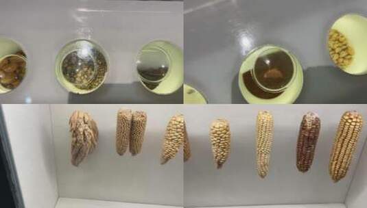 【镜头合集】谷子种子玉米包谷杂粮标本高清在线视频素材下载