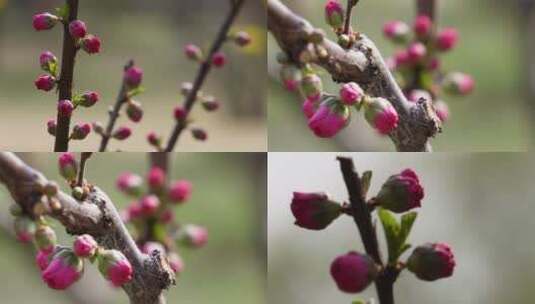 【镜头合集】特写花骨朵花蕾花苞花瓣高清在线视频素材下载