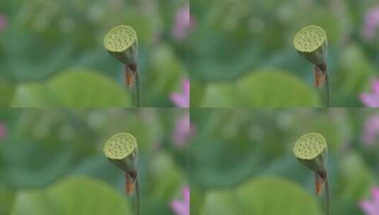 夏日 夏季 荷花 莲花 莲藕 荷叶高清在线视频素材下载