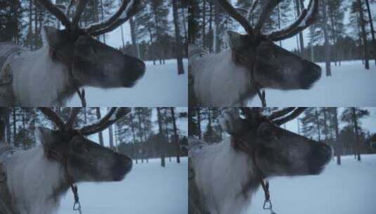 芬兰雪地里的驯鹿场高清在线视频素材下载