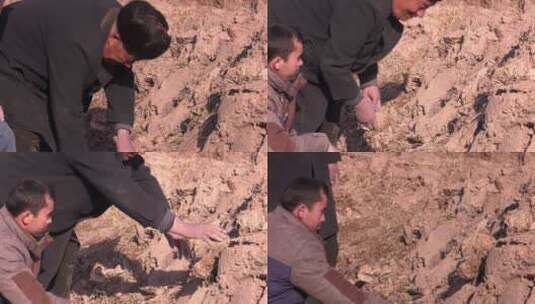 新疆老人放回土块、寻找翻看土地、抓土高清在线视频素材下载