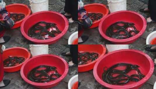 农贸市场售卖的鳝鱼高清在线视频素材下载