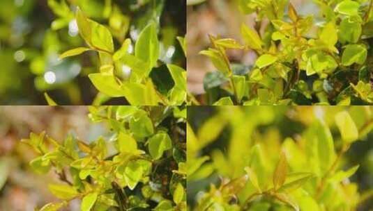 雨后植物高清在线视频素材下载