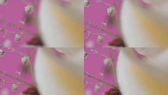 粉色背景上的一朵花的细节高清在线视频素材下载