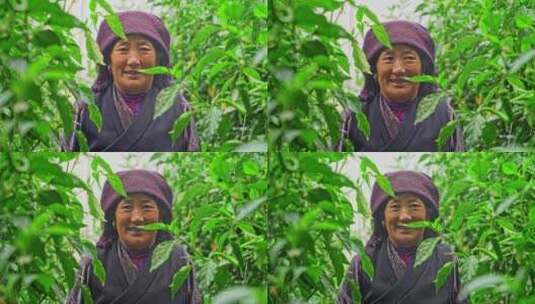 西藏日喀则白朗县蔬菜种植基地高清在线视频素材下载